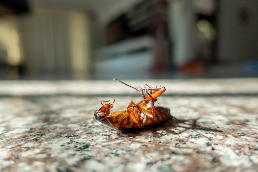 The Types, Methods, And Benefits Of Contacting A Pest Control Company