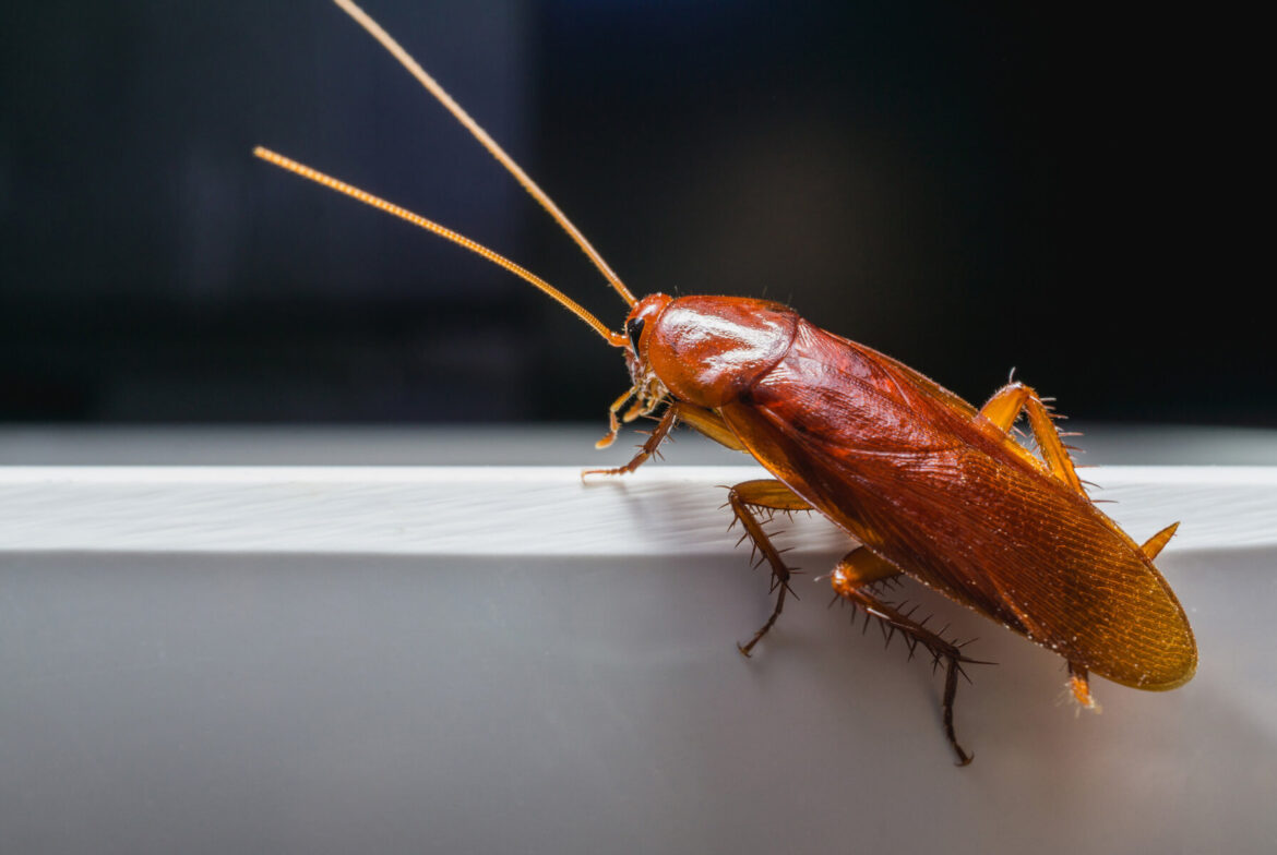 How to Detect Pests in Your Home