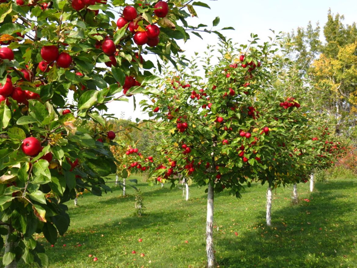Best Apples Trees In The UK