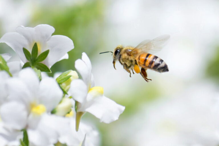 The Connection Between Local Honey and Seasonal Allergies Better Life Day
