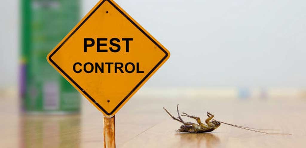 Office Pests & Employee Productivity – Is There a Relation?