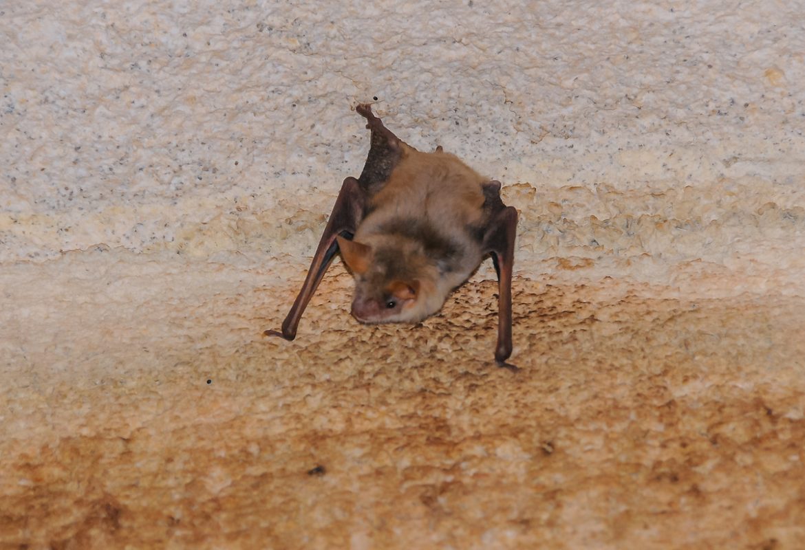 How Do Bat Droppings Affect Indoor Air Quality?