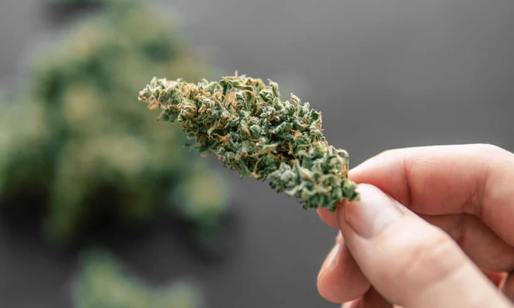 What can bud structure reveal about THCA flower?