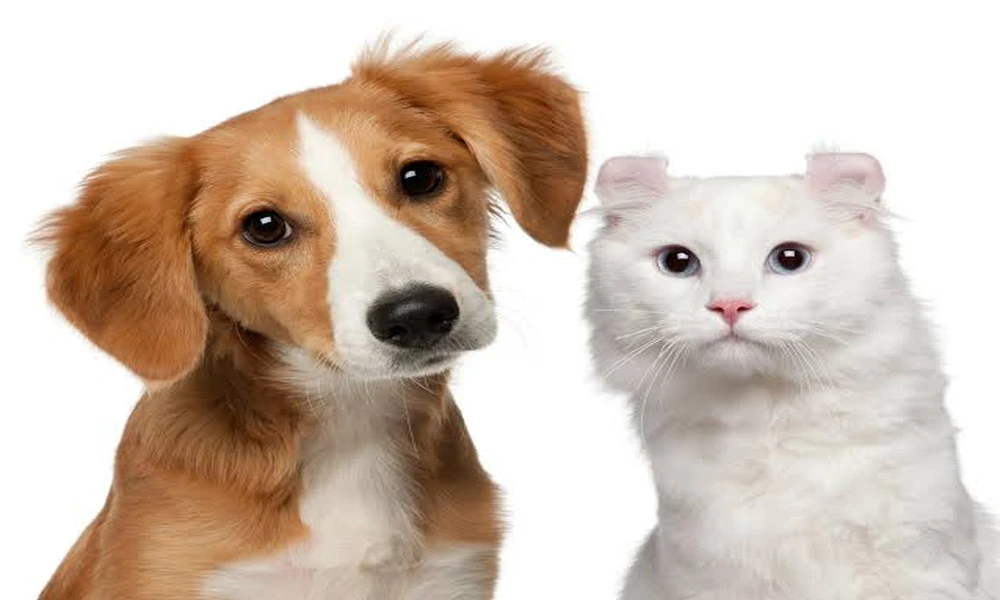 In House Vs. Send Out Labs: How Vet Clinics Choose Where Tests Go