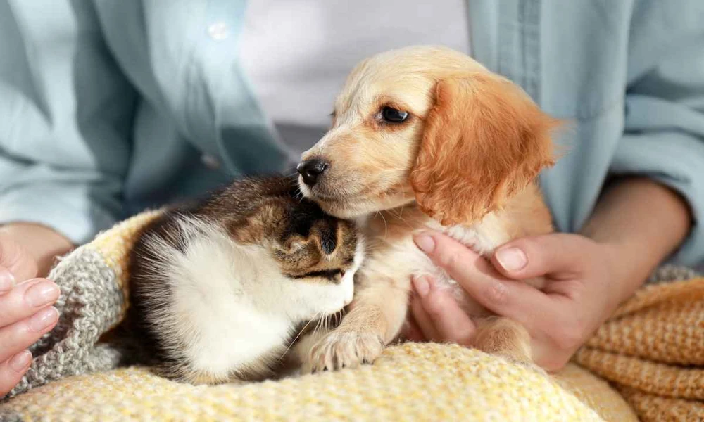 5 Ways Preventive Care Improves Quality Of Life For Pets