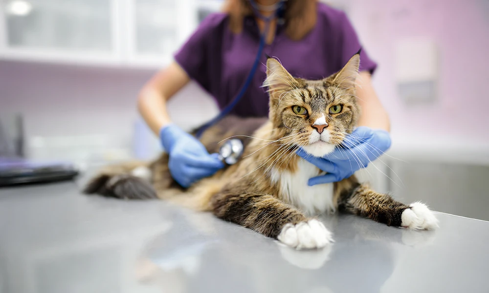 5 Parts Of A Pet’s Cancer Staging Evaluation At An Animal Hospital